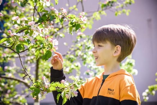 The boy at the apple blossom in the spring garden.