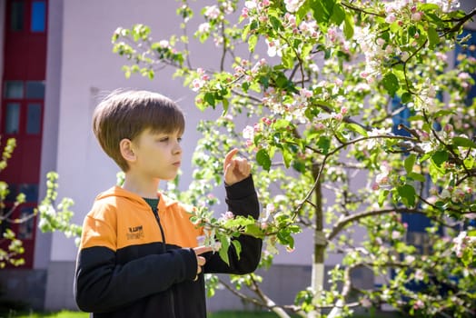 The boy at the apple blossom in the spring garden.