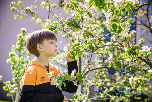 The boy at the apple blossom in the spring garden.