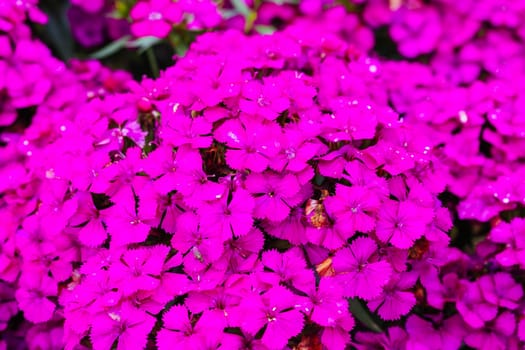 Dianthus Jolt Cherry flowers at a garden in the Dandenong Ranges in Melbourne, Victoria, Australia