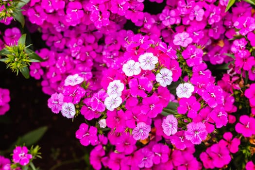 Dianthus Jolt Cherry flowers at a garden in the Dandenong Ranges in Melbourne, Victoria, Australia