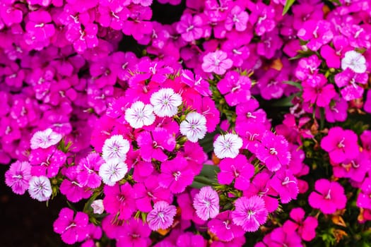 Dianthus Jolt Cherry flowers at a garden in the Dandenong Ranges in Melbourne, Victoria, Australia