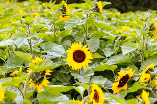 Sunflowers at a garden in the Dandenong Ranges in Melbourne, Victoria, Australia