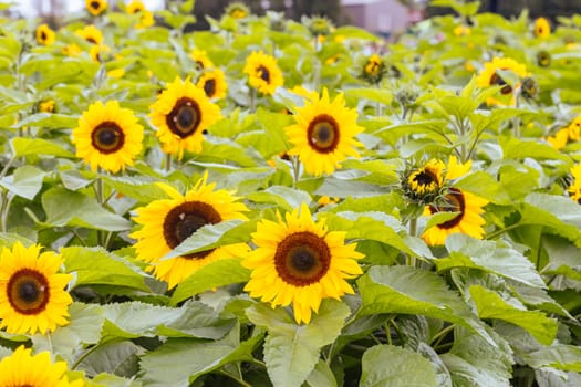 Sunflowers at a garden in the Dandenong Ranges in Melbourne, Victoria, Australia