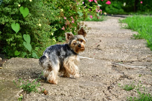 Yorkshire terrier during a walk in a nature