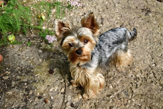 Yorkshire terrier during a walk in a nature