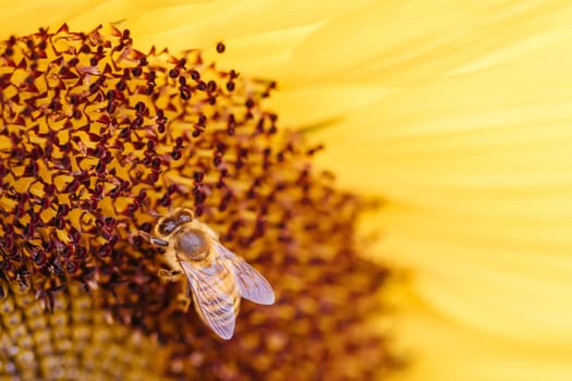 Sunflowers and a bee at a garden in the Dandenong Ranges in Melbourne, Victoria, Australia