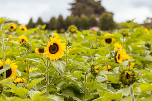 Sunflowers at a garden in the Dandenong Ranges in Melbourne, Victoria, Australia