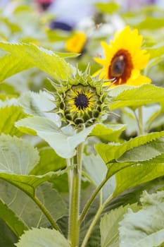 Sunflowers at a garden in the Dandenong Ranges in Melbourne, Victoria, Australia