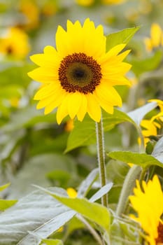 Sunflowers at a garden in the Dandenong Ranges in Melbourne, Victoria, Australia