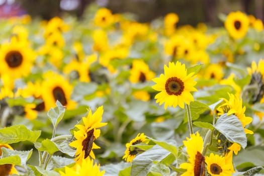 Sunflowers at a garden in the Dandenong Ranges in Melbourne, Victoria, Australia
