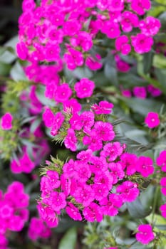 Dianthus Jolt Cherry flowers at a garden in the Dandenong Ranges in Melbourne, Victoria, Australia