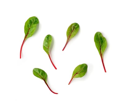 Set of fresh green chard leaves or mangold salad leaves on white background. Flat lay or top view fresh baby beet leaves, isolated on white background with clipping path.