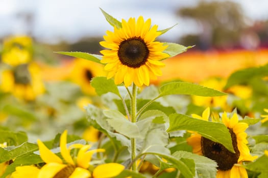 Sunflowers at a garden in the Dandenong Ranges in Melbourne, Victoria, Australia