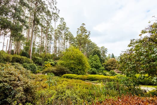 A late autumn afternoon in Dandenong Ranges Botanic Garden in Olinda, Victoria Australia