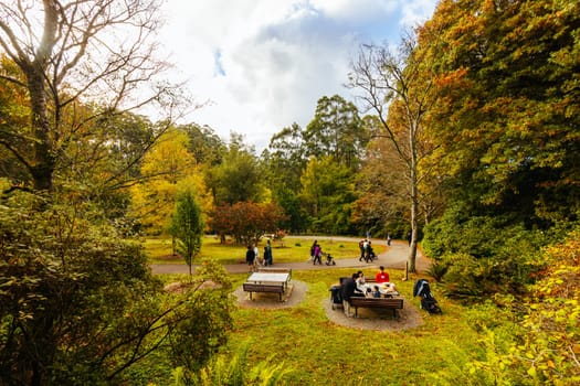 A late autumn afternoon in Dandenong Ranges Botanic Garden in Olinda, Victoria Australia