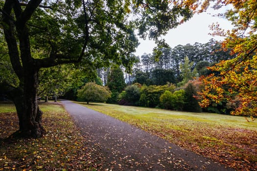 A late autumn afternoon in Dandenong Ranges Botanic Garden in Olinda, Victoria Australia