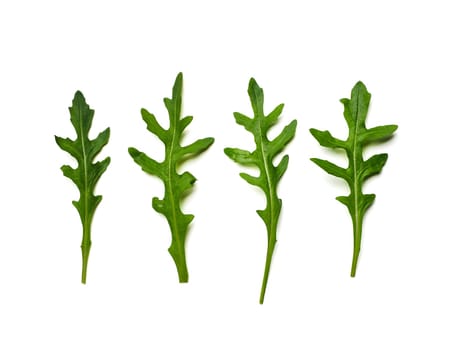 Four arugula leaves isolated on white with clipping path. Fresh green arugula or rucola leaves top view or flat lay