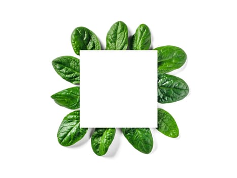 Creative layout made with baby spinach leaves. White paper square on heap of baby spinach leaves. Isolated on white with clipping path. Top view or flat lay. Copy space for text.