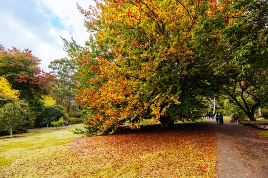 A late autumn afternoon in Dandenong Ranges Botanic Garden in Olinda, Victoria Australia