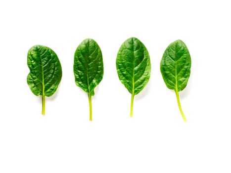 Four baby spinach leaves isolated on white with clipping path. Fresh green baby spinach leaves with copy space. Top view or flat lay