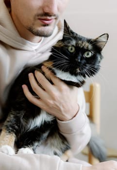 Portrait of one beautiful fluffy tricolor cat with green eyes sitting in the arms of a man and looking straight into the camera, close-up side view.