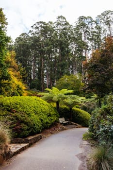 A late autumn afternoon in Dandenong Ranges Botanic Garden in Olinda, Victoria Australia