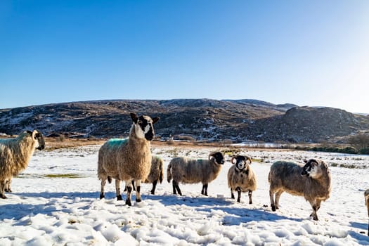 Flock of sheep at a snow covered meadow in County Donegal - Ireland.