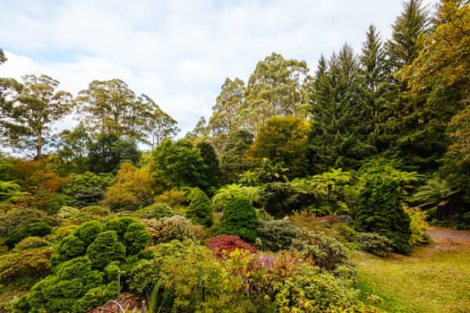 A late autumn afternoon in Dandenong Ranges Botanic Garden in Olinda, Victoria Australia