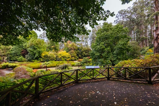 A late autumn afternoon in Dandenong Ranges Botanic Garden in Olinda, Victoria Australia