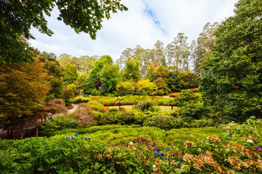 A late autumn afternoon in Dandenong Ranges Botanic Garden in Olinda, Victoria Australia