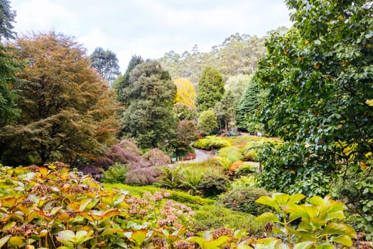 A late autumn afternoon in Dandenong Ranges Botanic Garden in Olinda, Victoria Australia