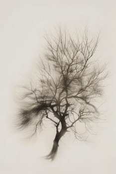 A stylized tree drawn in black pencil on a white background.