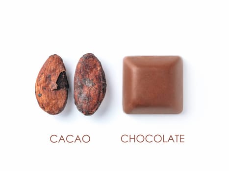 Raw cacao bean and chocolate piece on white background. Isolated on white with clipping path. Copy space for text.