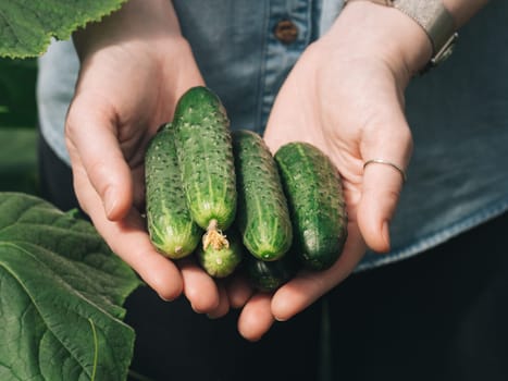 Fresh cucumbers in female hands. Unrecognizable young hipster woman in denim shirt holding organic cucumbers in her hands in vegetable garden. Natural daylight