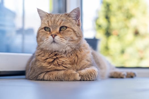 A beautiful domestic striped adult cat lies and sleeps on the floor, next to a houseplant. Favorite pets.