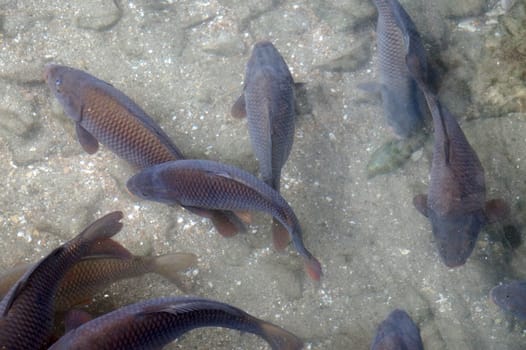 Large carps swim calmly in shallow water close up