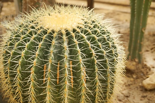 large green cactus Echinocactus Grosonii with sharp yellow spikes close-up.