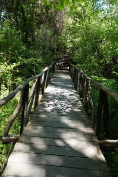wooden footbridge with handrails leading through green forest.