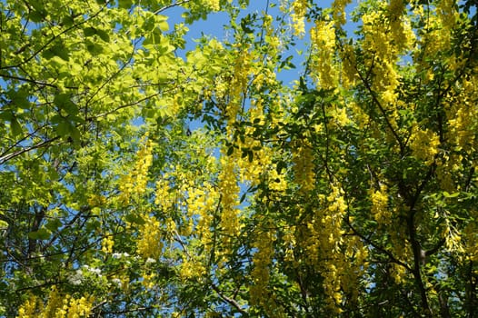 Yellow blooming acacia in sunlight against blue sky.