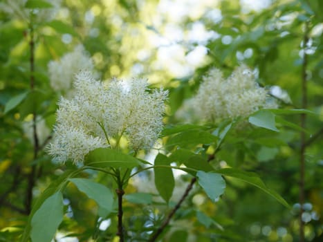 White flowers of spring ash tree close up.