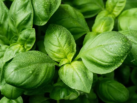 fresh basil leaves. Basil plant with green leaves. Copy space.