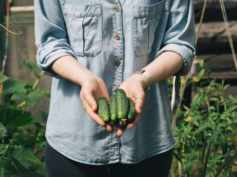 Fresh cucumbers in female hands. Unrecognizable young hipster woman in denim shirt hold organic cucumbers in her hands in vegetable garden. Natural daylight. Hands hold heap of cucumbers outdoors.