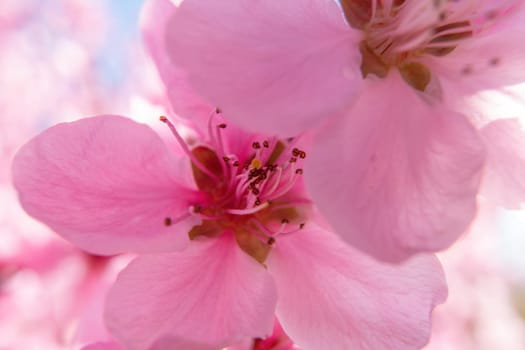 close up pink peach flower against a blue sky. The flower is the main focus of the image, and it is in full bloom