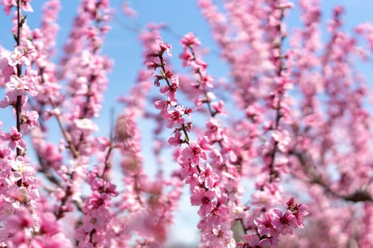 peach tree with pink flowers is in full bloom. The flowers are large and bright, and they are scattered throughout the tree. The tree is surrounded by a field, and the sky is clear and blue