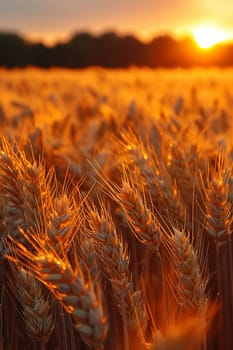 Golden Hour Over a Field of Wheat Ready for the Harvest, The light blurs with the grain, the earth basking in the day's last warmth.