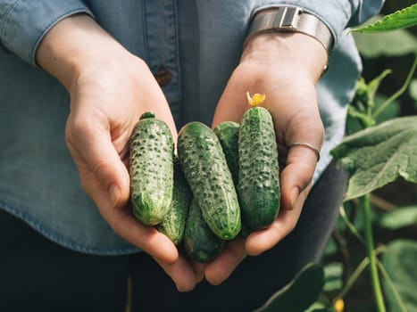 Fresh cucumbers in female hands. Unrecognizable young hipster woman in denim shirt hold organic cucumbers in her hands in vegetable garden. Natural daylight. Hands hold heap of cucumbers outdoors.