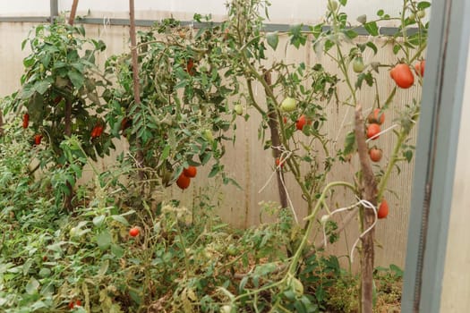 Tomatoes are hanging on a branch in the greenhouse. The concept of gardening and life in the country. A large greenhouse for growing homemade tomatoes