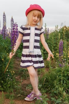 A blonde girl in a field with purple flowers. A little girl in a pink hat is picking flowers in a field. A field with lupines.