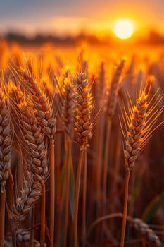 Golden Hour Over a Field of Wheat Ready for the Harvest, The light blurs with the grain, the earth basking in the day's last warmth.